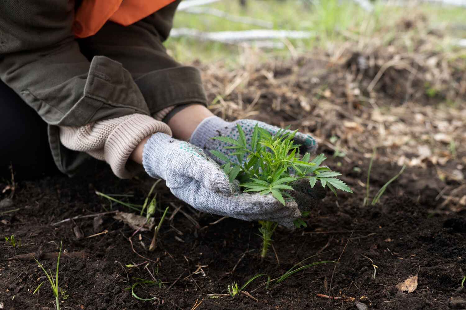 Reliable Woodstock, GA Tree Service Solutions